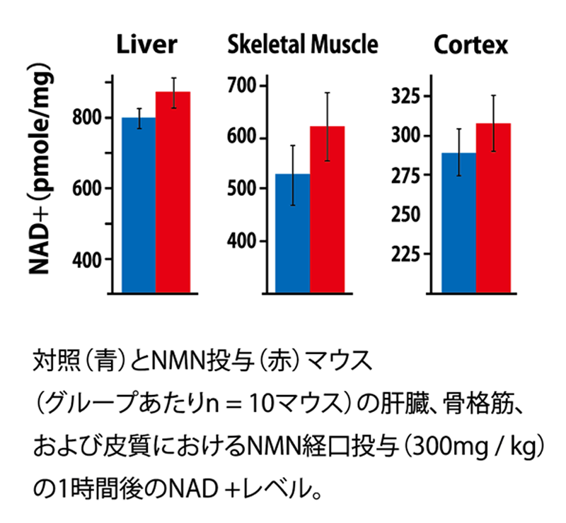 対照とNMN投与マウスの肝臓、骨格筋、および皮質におけるNMN経口投与の1時間後のNAD+レベル