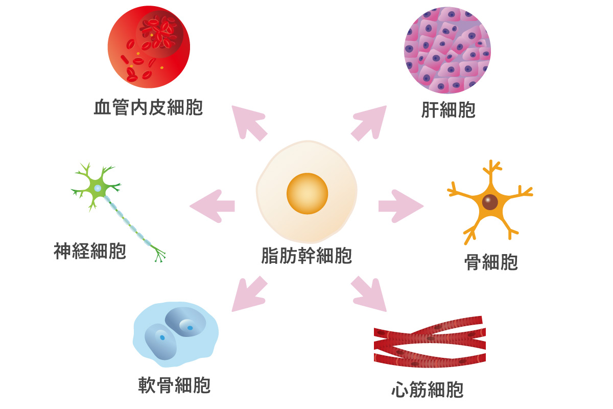 幹細胞の特性「分化能力」イメージ